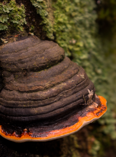 chaga