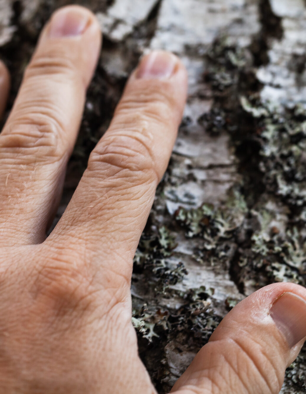 male palm touching old birch bark, close up photo